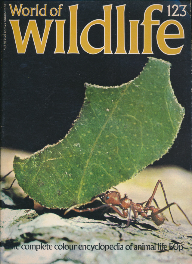 kniha